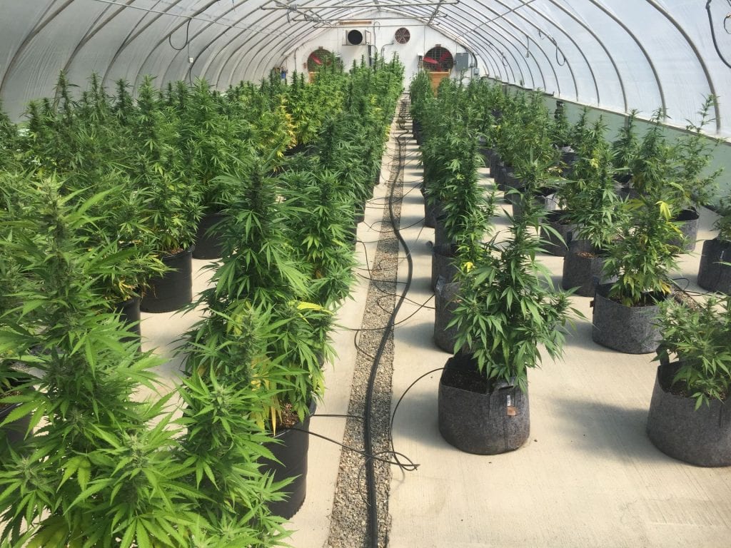 Hemp growing in a greenhouse with an irrigation system