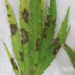 Phaeomycocentrospora leaf spot
