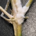 White mold on a hemp stem