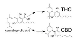 Chemical diagram showing how CBD and THC are derived from cannabigerolic acid