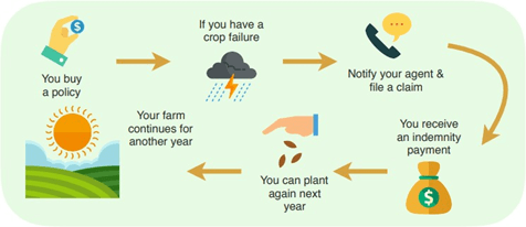 Infographic showing how crop insurance works.