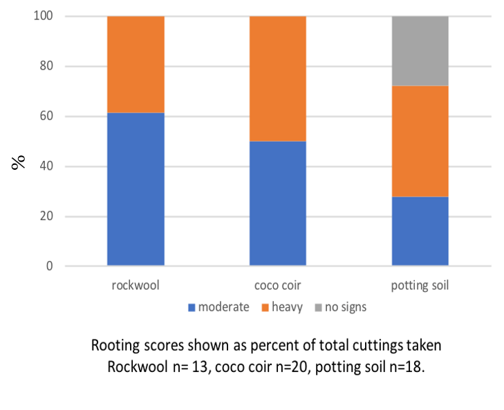 Bar graph showing the percent of each media that had no signs of rooting, moderate rooting, and heavy rooting