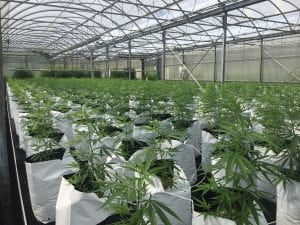 hemp in greenhouse